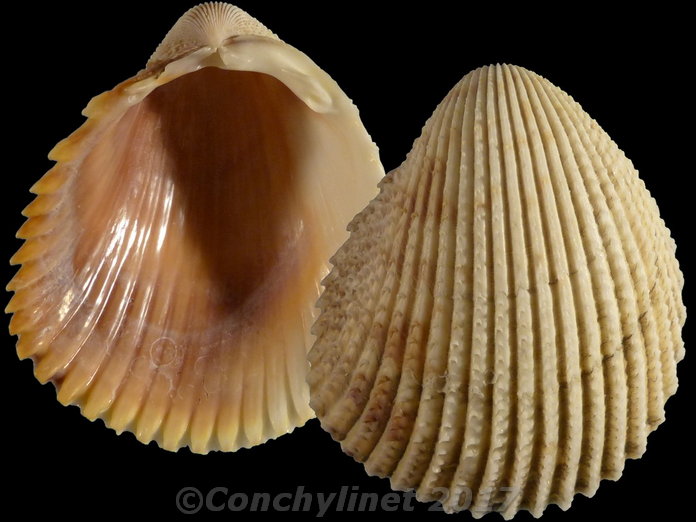 Trachycardium egmontianum