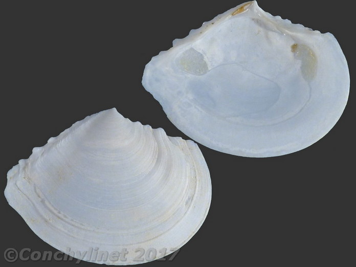 Tellidora cristata