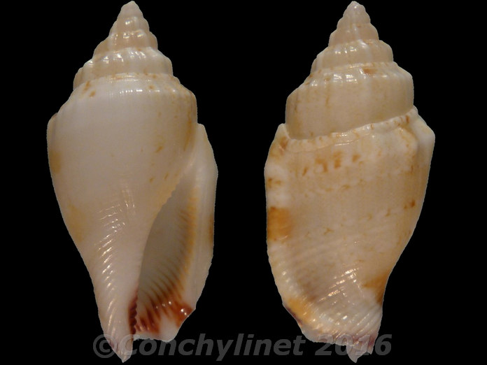 Canarium wilsonorum Canarium wilsonorum