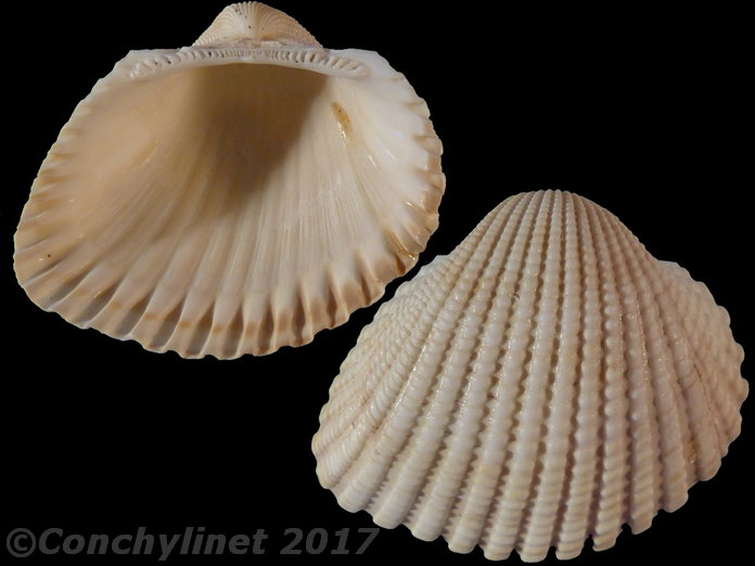 Anadara brasiliana
