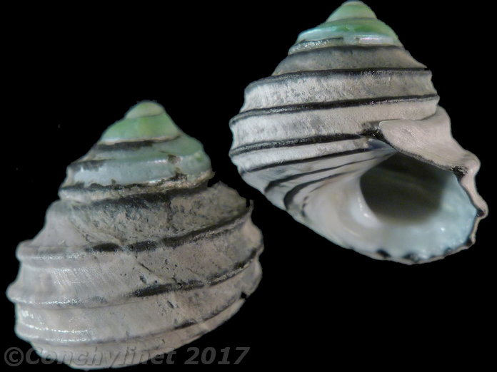 Austrocochlea constricta