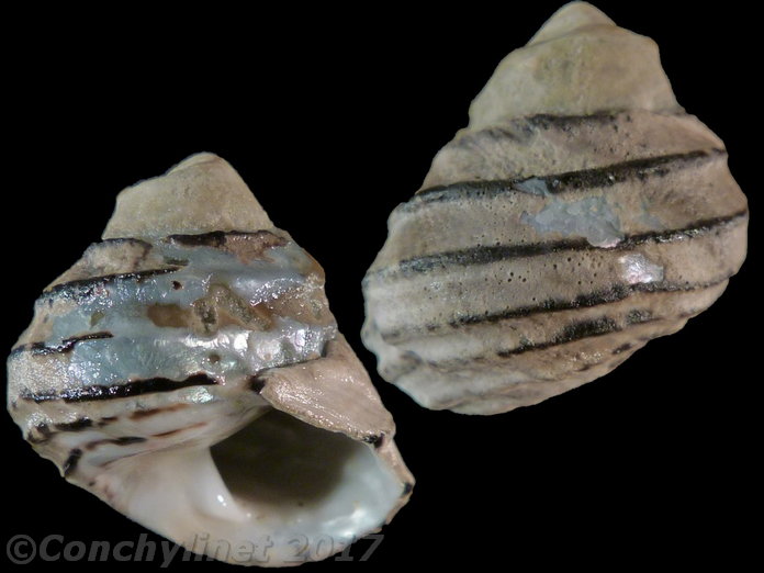 Austrocochlea constricta