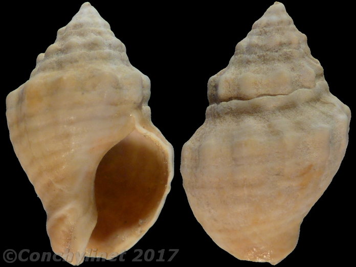 Cominella lineolata