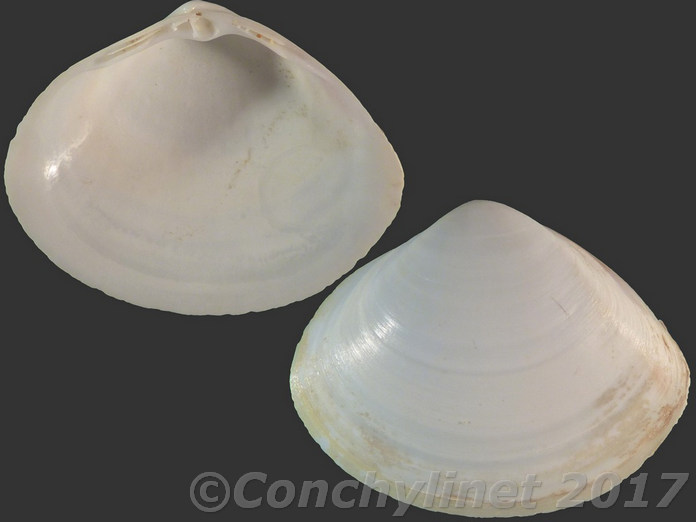 Mactra stultorum f. corallina