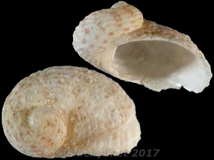 Granata sulcifera