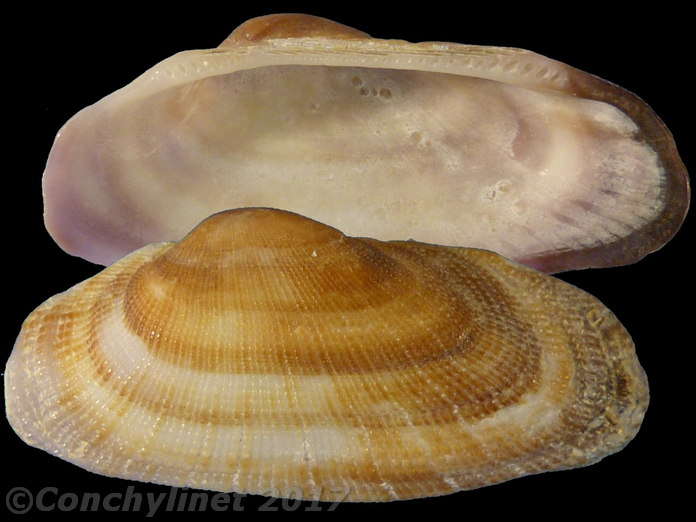 Barbatia barbata