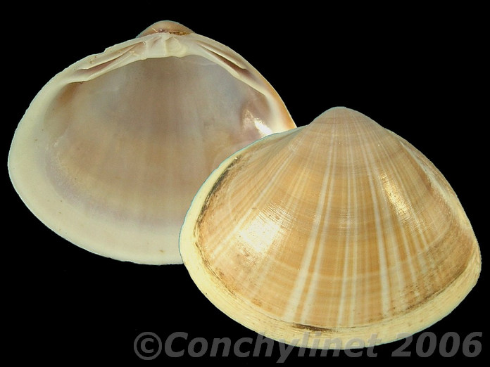 Mactra stultorum Mactra stultorum