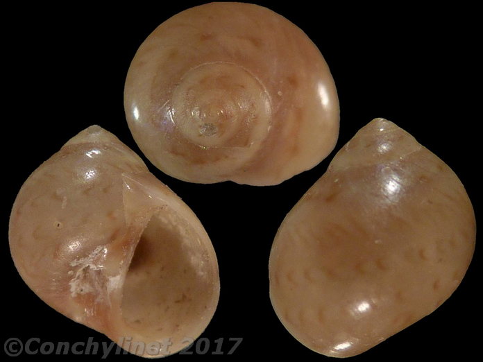 Euspira nitida