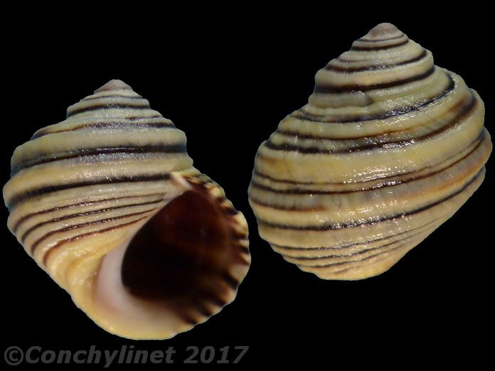 Littorina compressa
