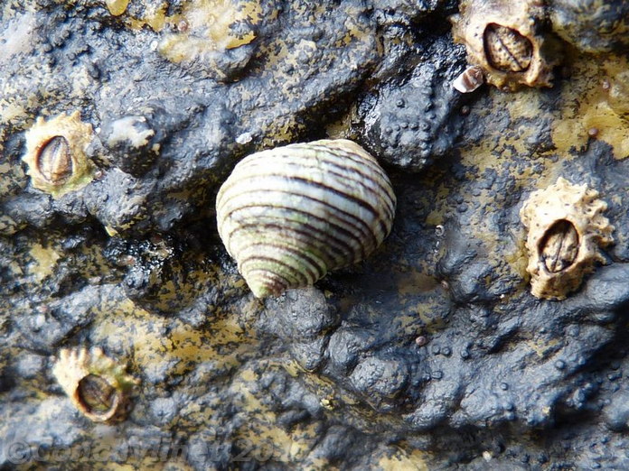 Littorina compressa