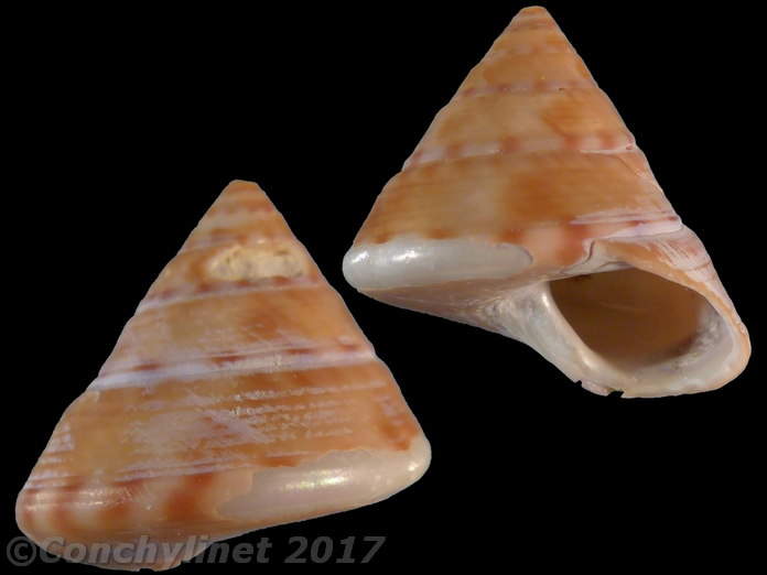 Calliostoma conulus