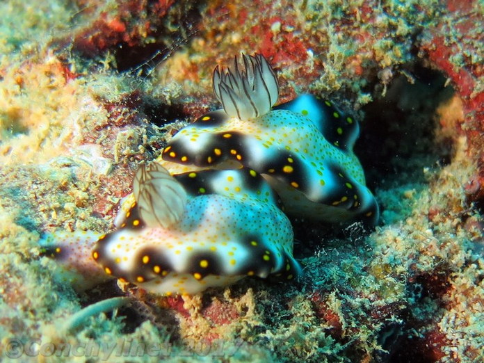 Risbecia imperialis