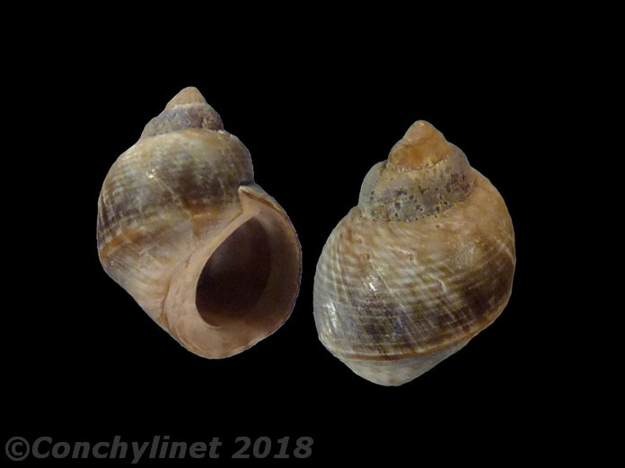 Afrolittorina knysnaensis