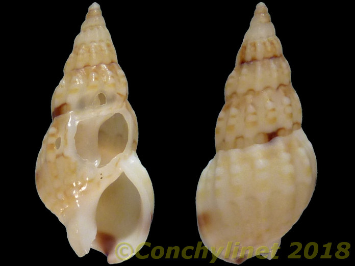 Nassarius capensis