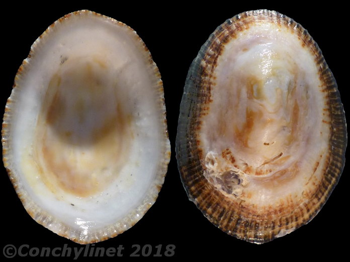 Scutellastra argenvillei