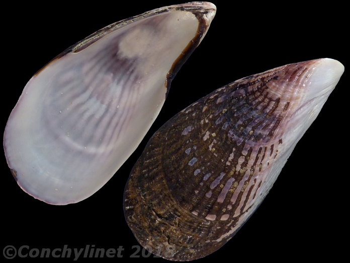 Aulacomya atra