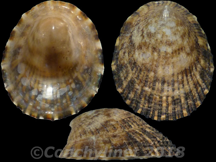 Helcion pectunculus