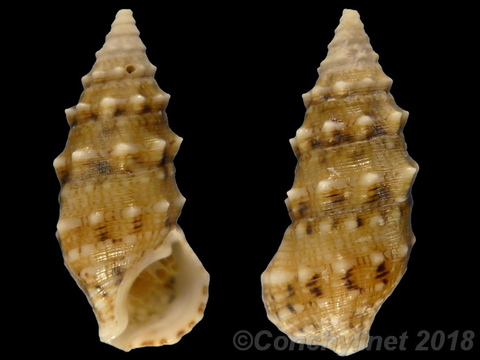 Cerithium vulgatum