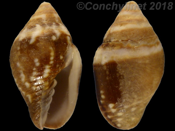 Strigatella decurtata