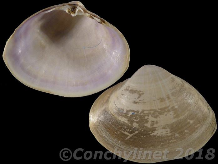 Mactra stultorum Mactra stultorum