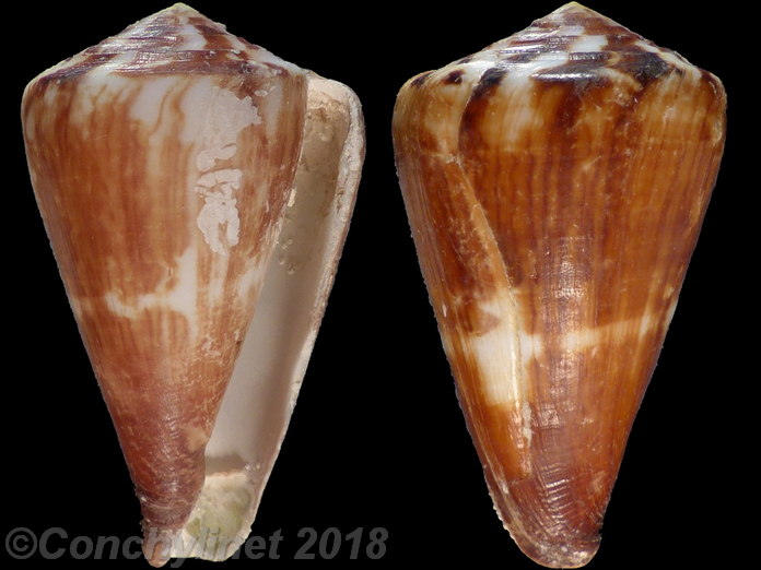 Conus vexillum