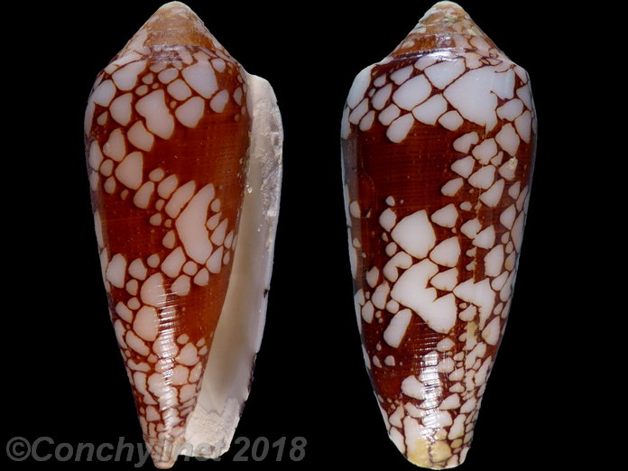 Conus episcopatus