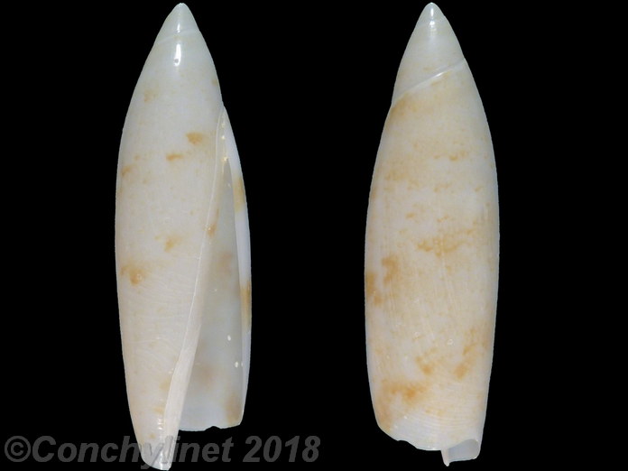 Terebellum terebellum