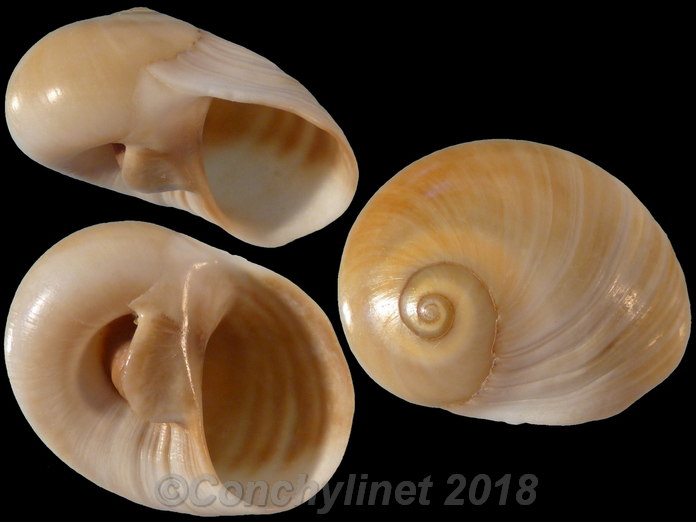 Neverita josephinia