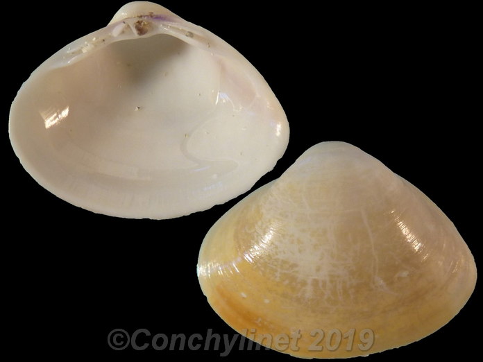 Mactra grandis