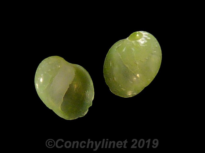 Smaragdia rangiana