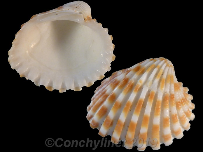 Cardites bicolor