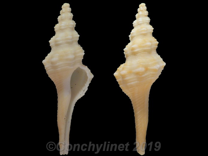 Fusinus townsendi