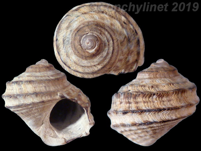 Littorina brevicula