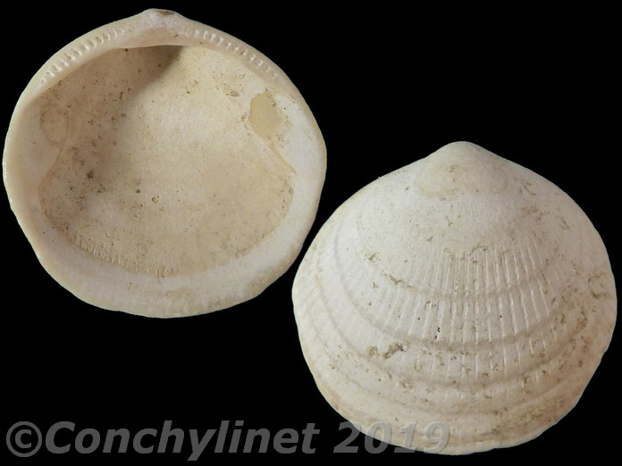 Glycymeris imperialis