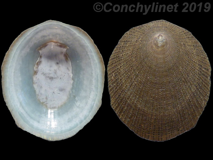 Nippoacmea concinna