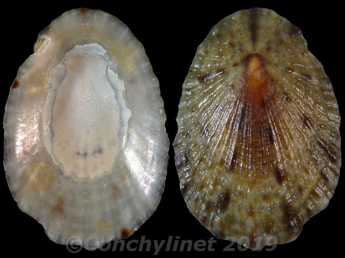 Cellana toreuma Cellana toreuma