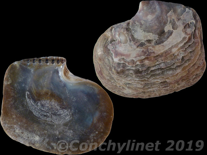 Isognomon ephippium