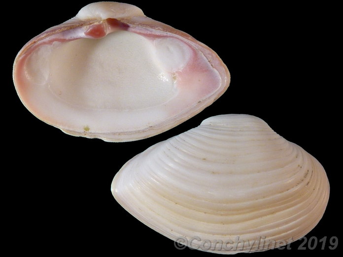 Corbula erythrodon