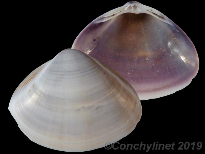 Mactra crossei