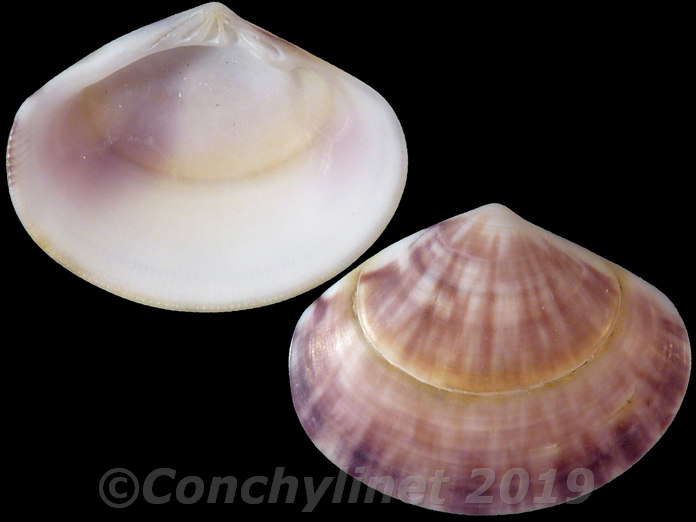 Sunetta kirai Sunetta kirai