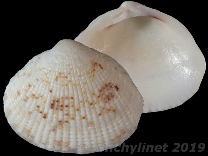 Timoclea costellifera Timoclea costellifera