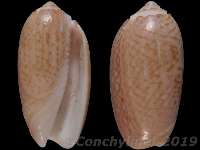 Oliva spicata Oliva spicata