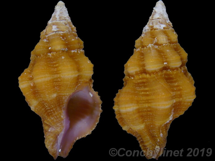 Peristernia moltenii