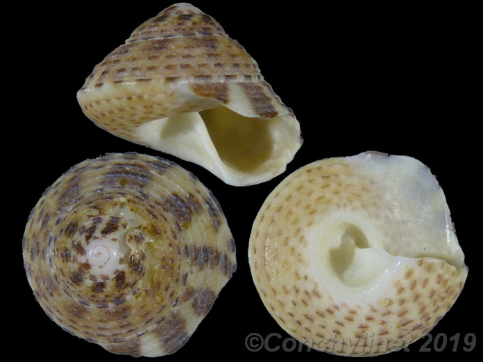 Trochus cariniferus