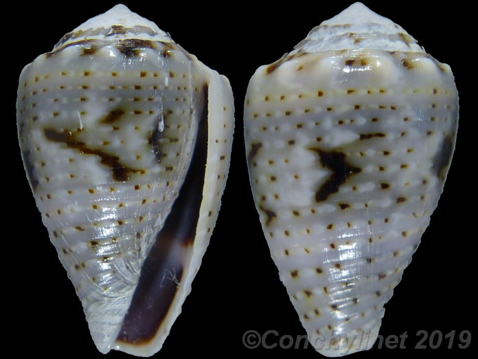 Conus coronatus