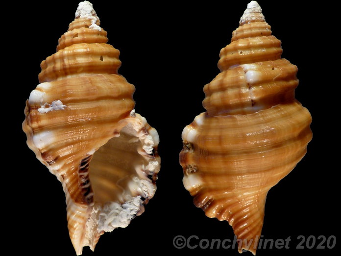 Monoplex parthenopeus