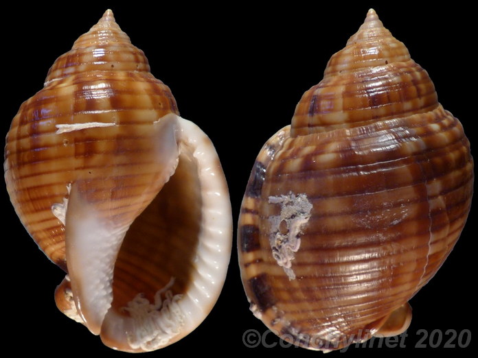 Phalium undulatum