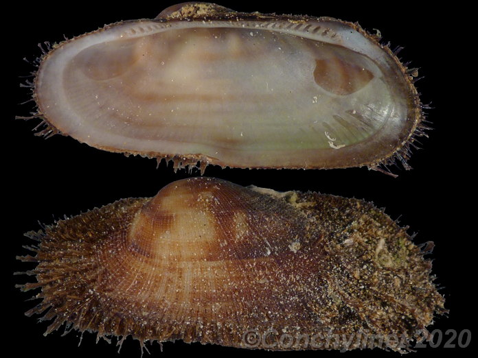 Barbatia barbata