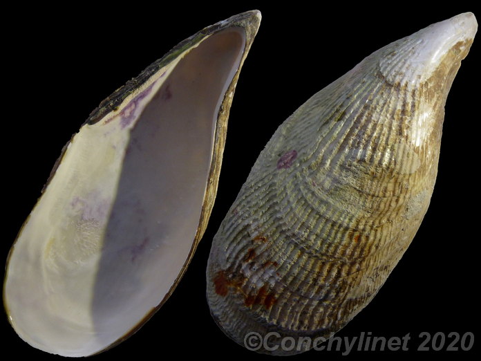 Aulacomya atra