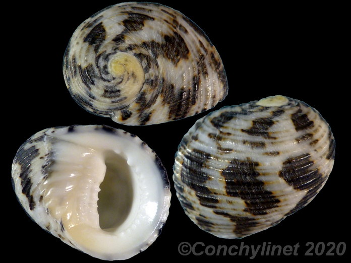 Nerita chamaeleon